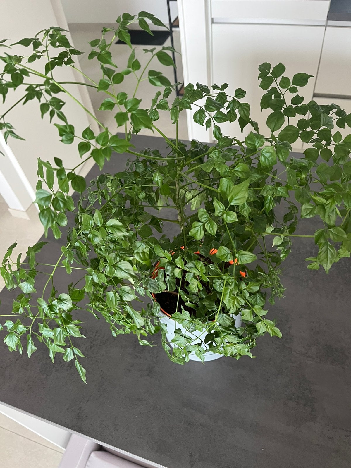 Plante d'intérieur à vendre 6,00€ sans pot extérieur, Enlèvement