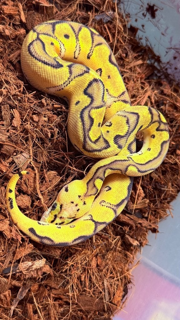 Verschillende ball pythons te koop Ball Python photo 7
