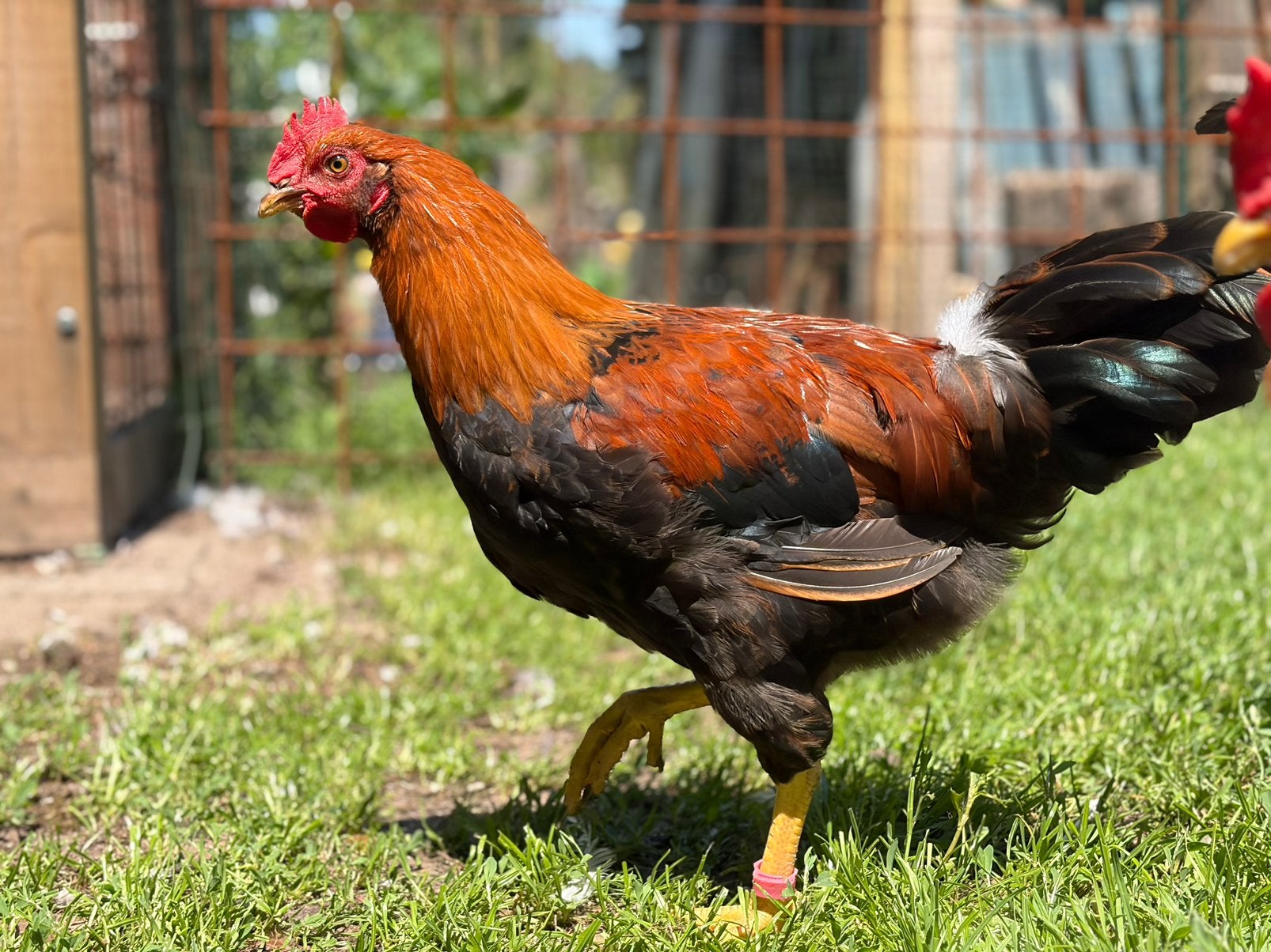Coq de race pure Welsumer 13 semaines, Mâle, Poule ou poulet