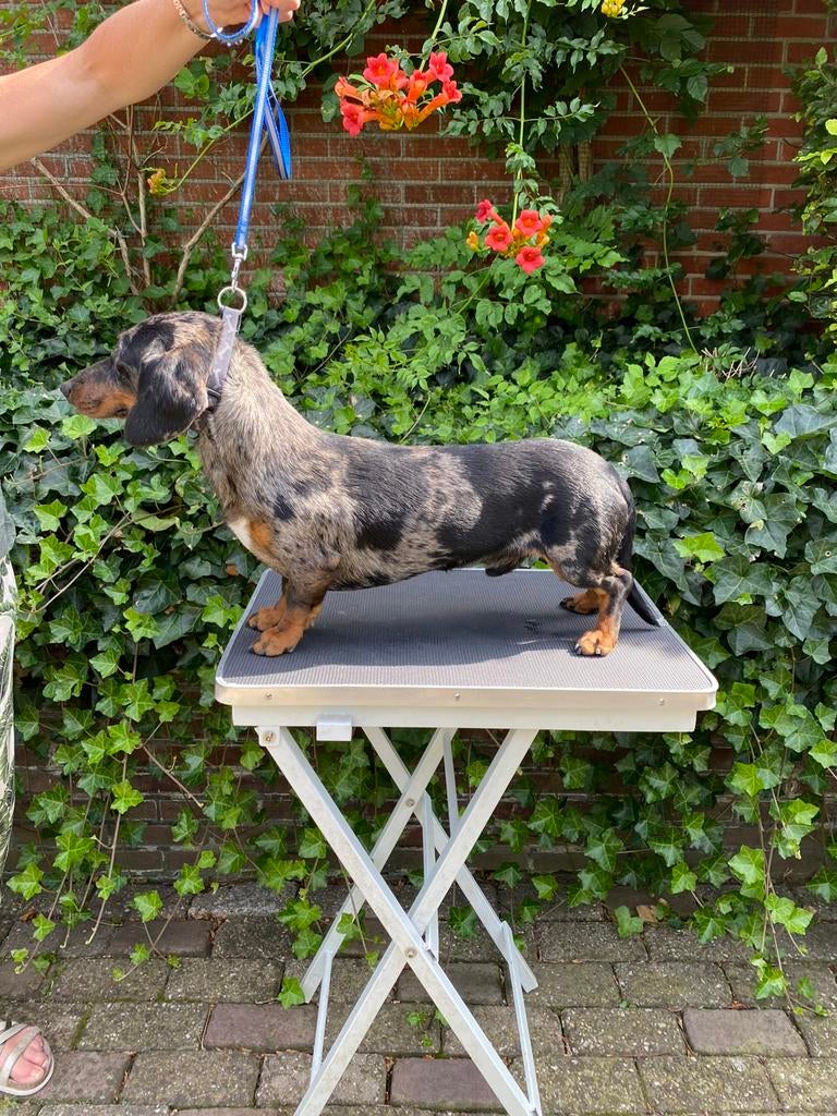 Mooie standaard merle Dekreu, Dieren en Toebehoren, 6 jaar of ouder, België, Standaard, Particulier