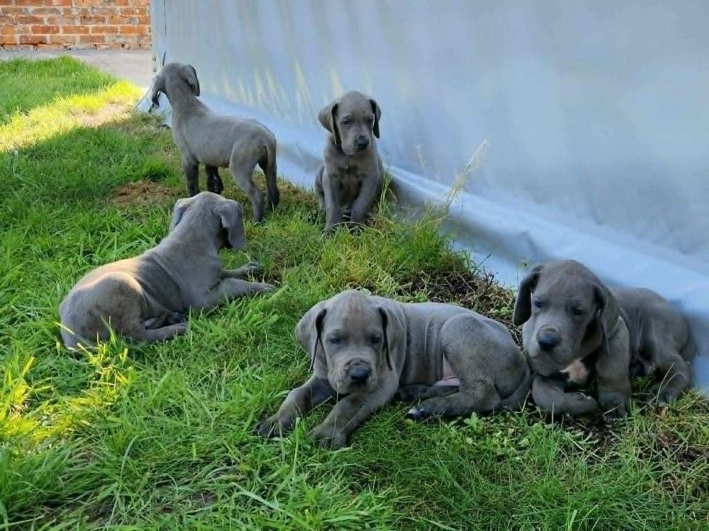 duitse dog pups blauw, 15 semaines à 1 an, Maladie de Carré (chiens), Autres races, Éleveur | Professionnel