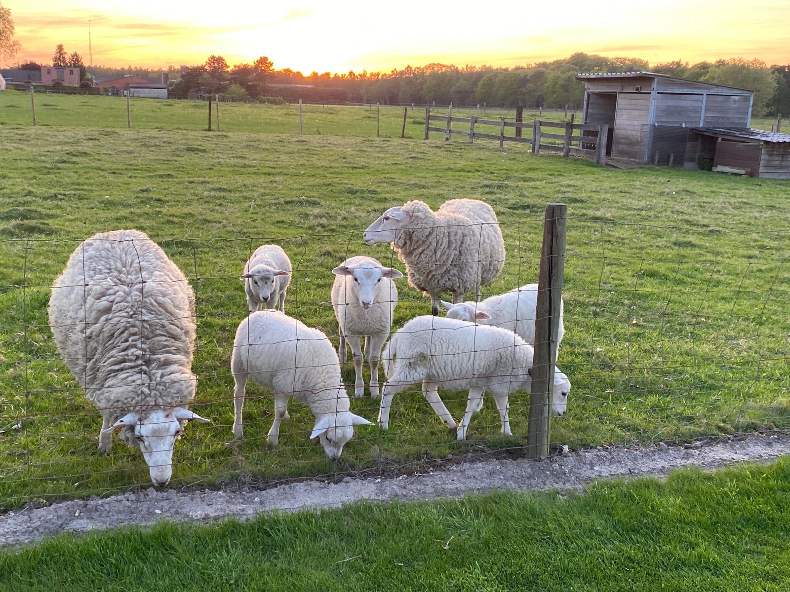 Mooie ooi lammeren te koop, ras Vlaamse Schaap, Animaux & Accessoires, Moutons, Chèvres & Cochons, Femelle, Mouton, 0 à 2 ans