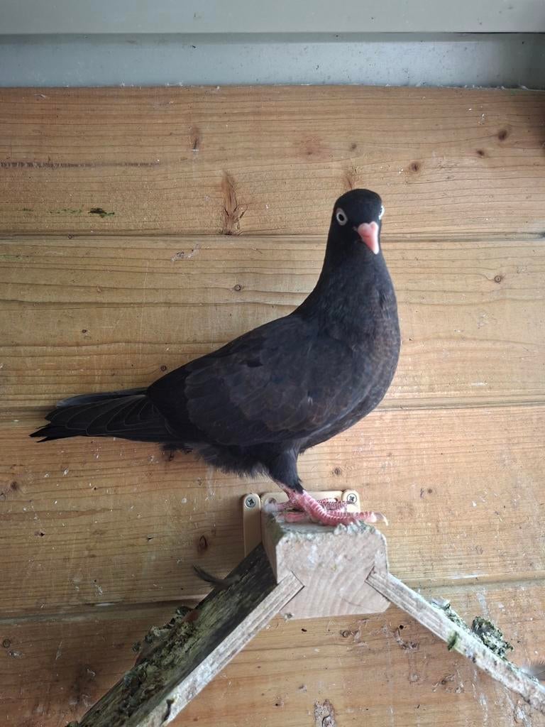 Jonge belgische tuimelaars, Dieren en Toebehoren