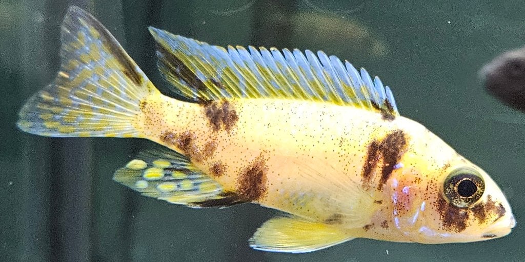 Aulonocara Yellow Berry malawi cichliden, Vis, Zoetwatervis