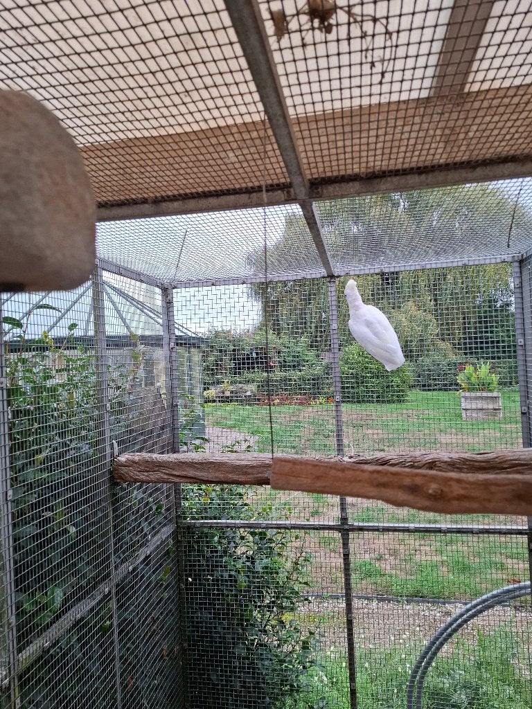 Ducorps kaketoe, Dieren en Toebehoren, Mannelijk, Papegaai, Geringd