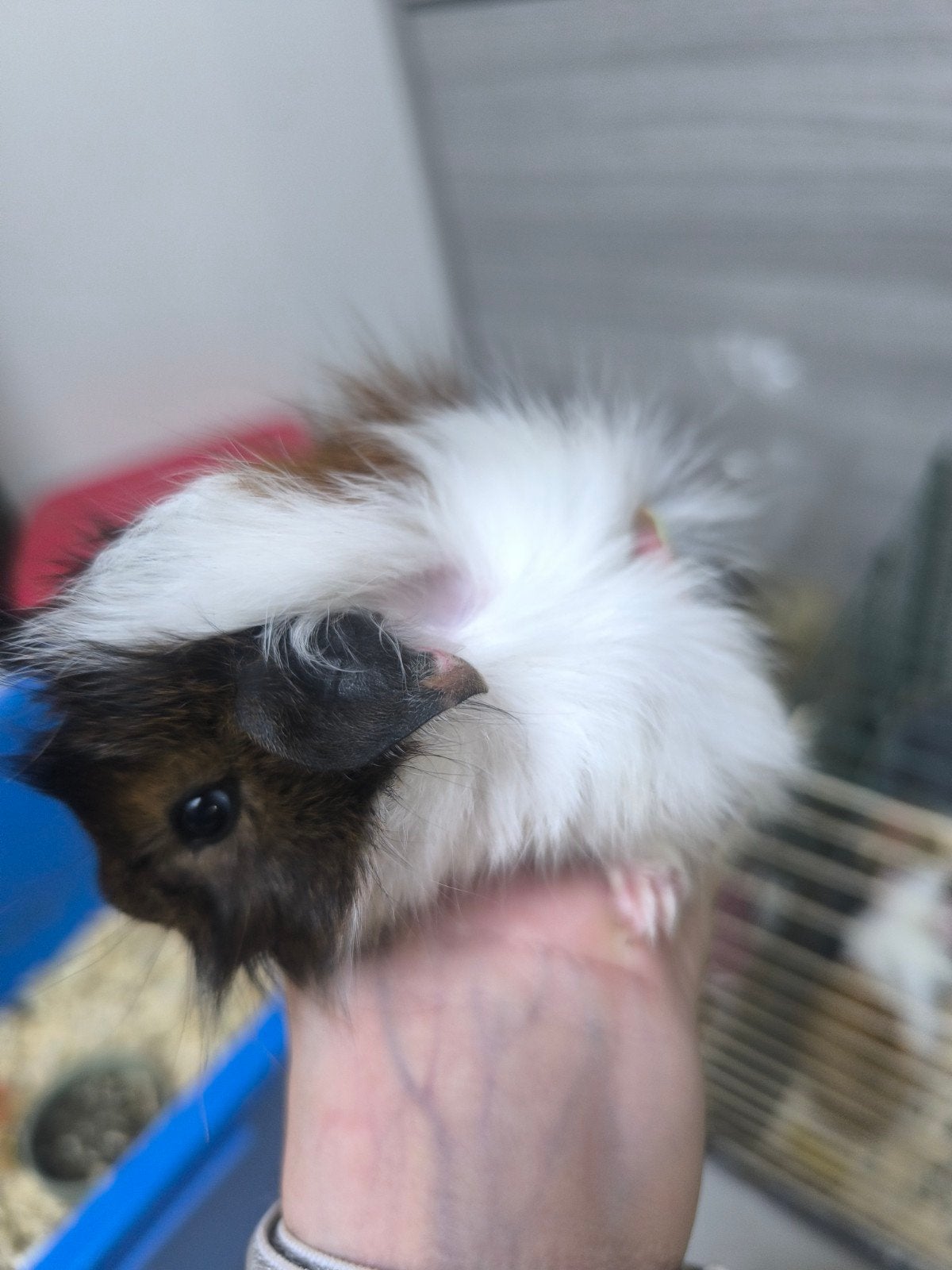 jonge cavia's te koop, Augustus, Vrouwelijk