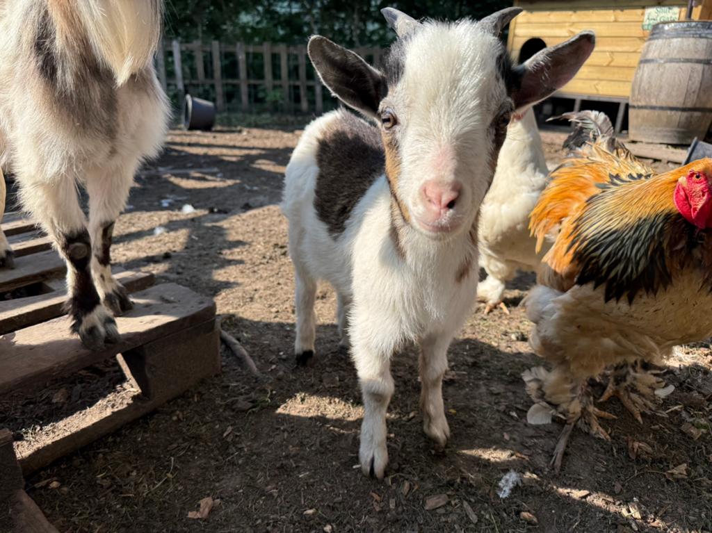 Bokje, geboren 1/1/26, Dieren en Toebehoren, Mannelijk, Geit, 0 tot 2 jaar