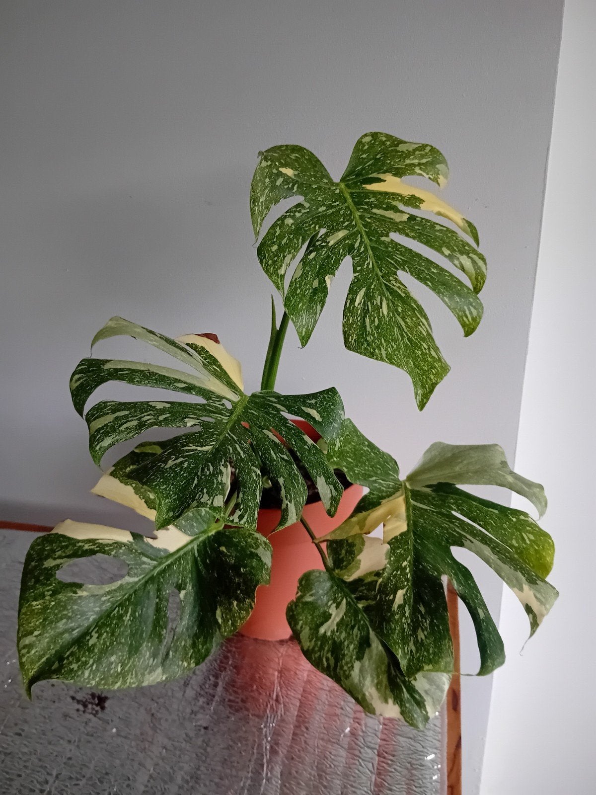 Monstera Platinum, Autres espèces, En pot, Moins de 100 cm, Enlèvement