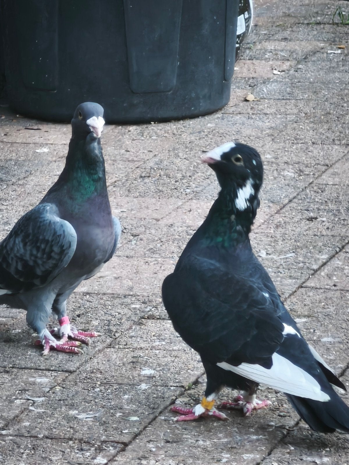 wamduiven Adana duiven, Dieren en Toebehoren