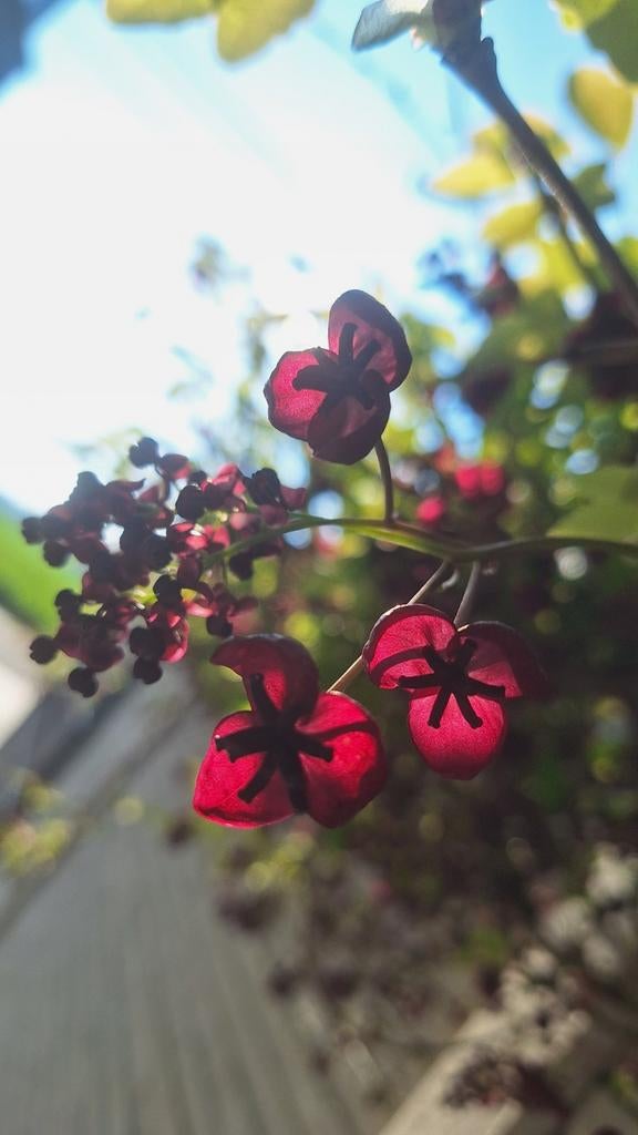 Akebia quinata, schijnaugurk, chocoladeplant, Tuin en Terras, Planten | Tuinplanten, Ophalen, Volle zon
