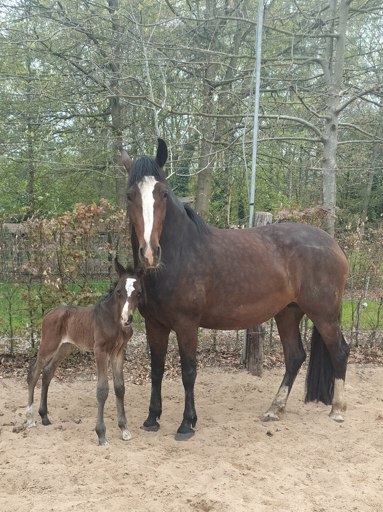 Quatre poulains, Animaux & Accessoires, Chevaux, Avec pedigree, 160 à 165 cm, 0 à 2 ans, Cheval de récréation