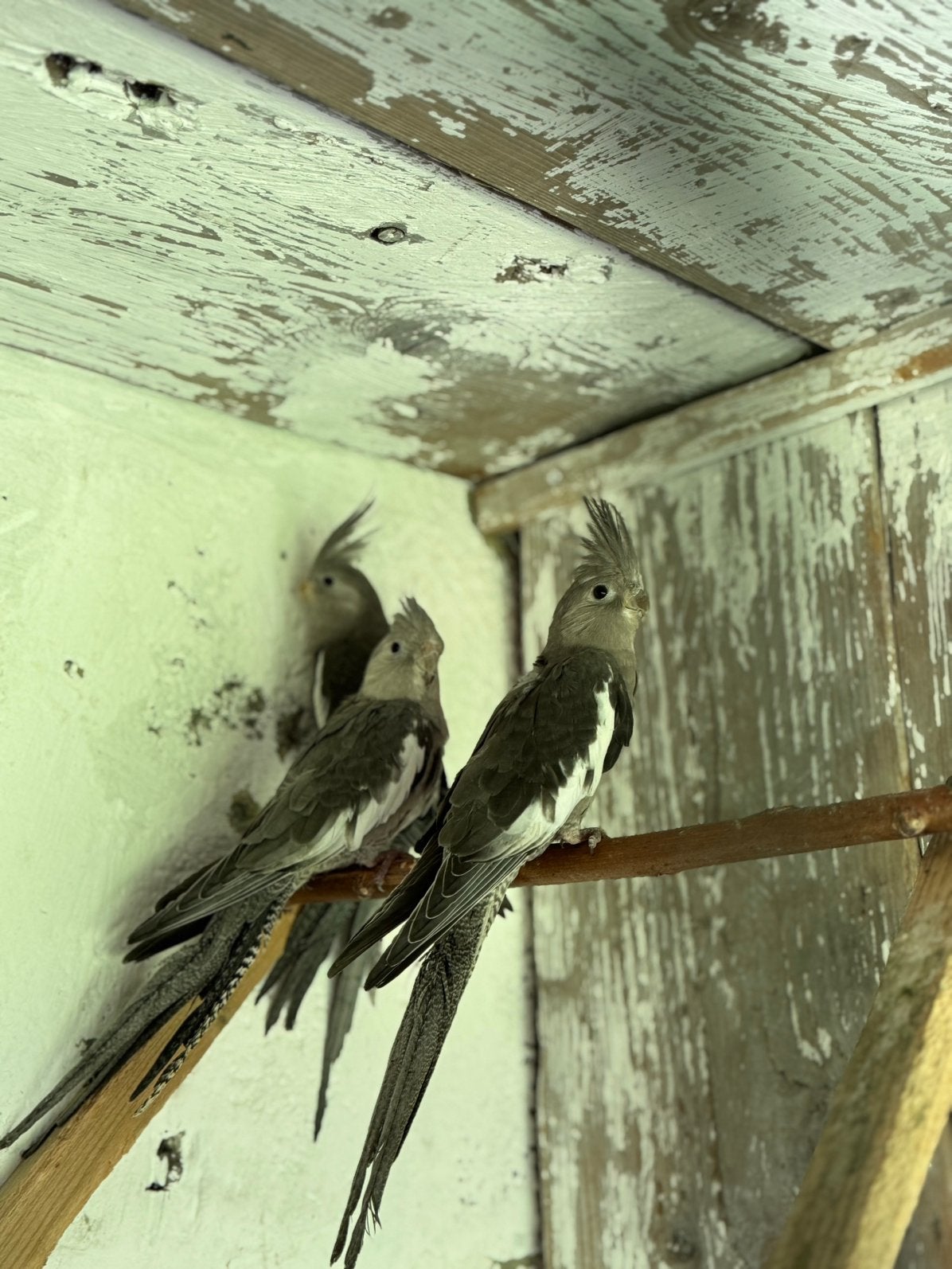Calopsittes a vendre, Animaux & Accessoires, Oiseaux | Oiseaux Autre