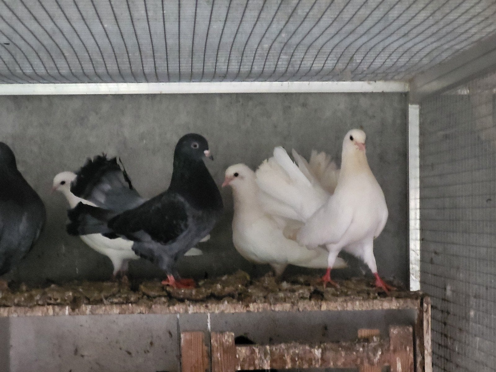 Pauwstaarten wit zwart en blauw, Dieren en Toebehoren, Geslacht onbekend, Overige soorten