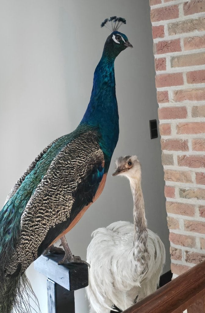 Opgezette prachtige nieuwe pauw 176cm hoog, Collections, Enlèvement, Neuf, Animal de ferme, Animal empaillé