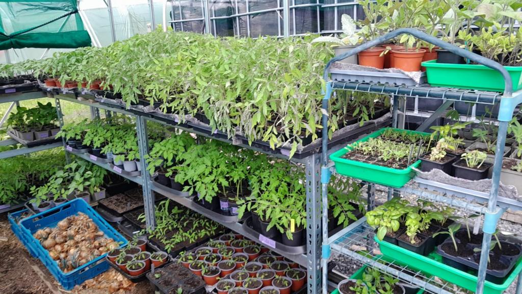 Plants de tomates, Enlèvement