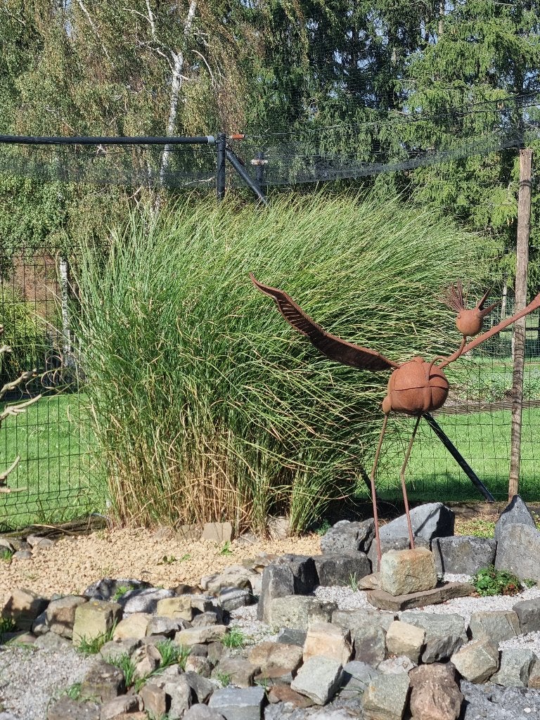 SIERGRASSEN GRATIS, Tuin en Terras, Ophalen, Vaste plant, Siergrassen