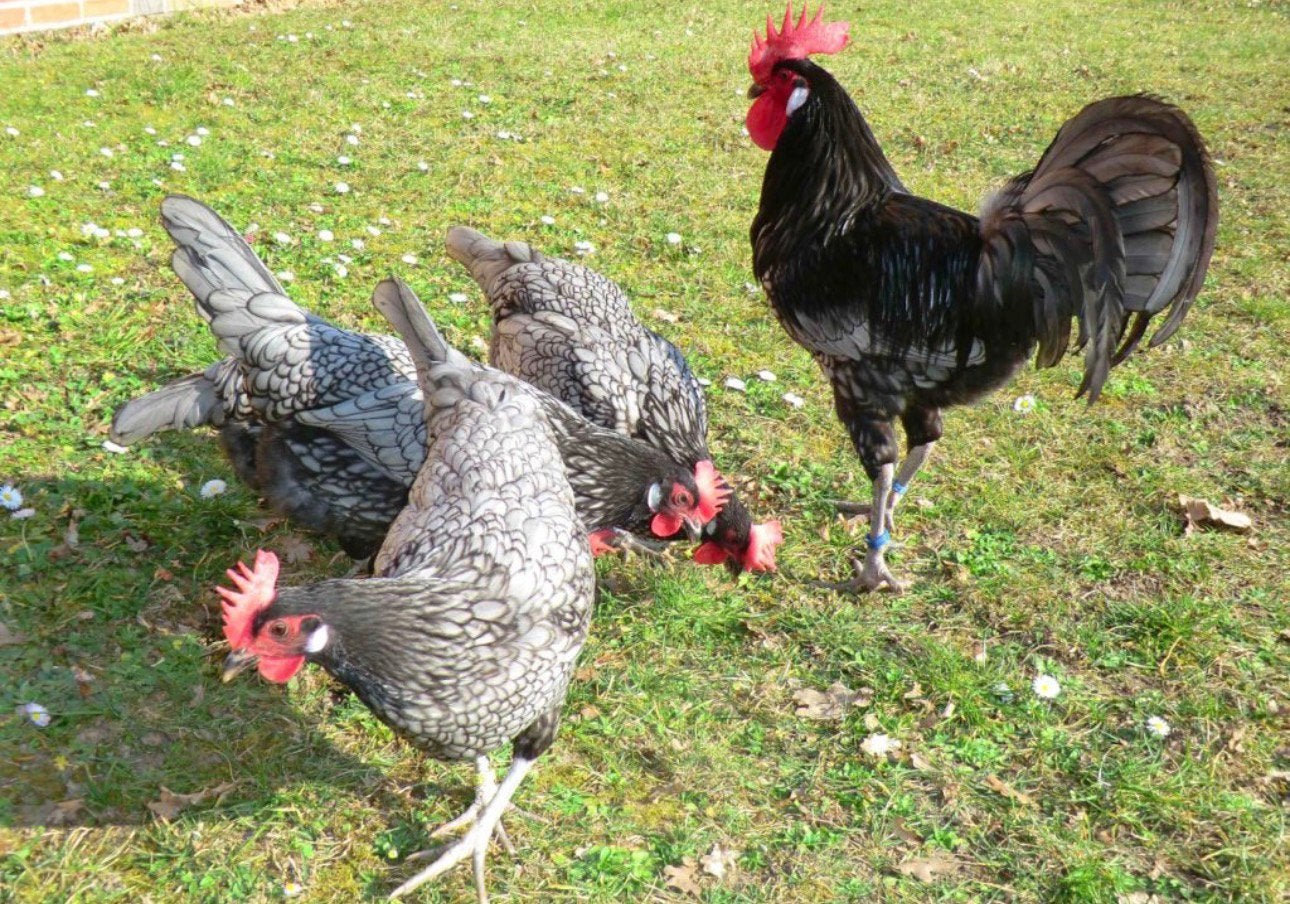 Andalousier kippen / koppel of trio, Plusieurs animaux, Poule ou poulet