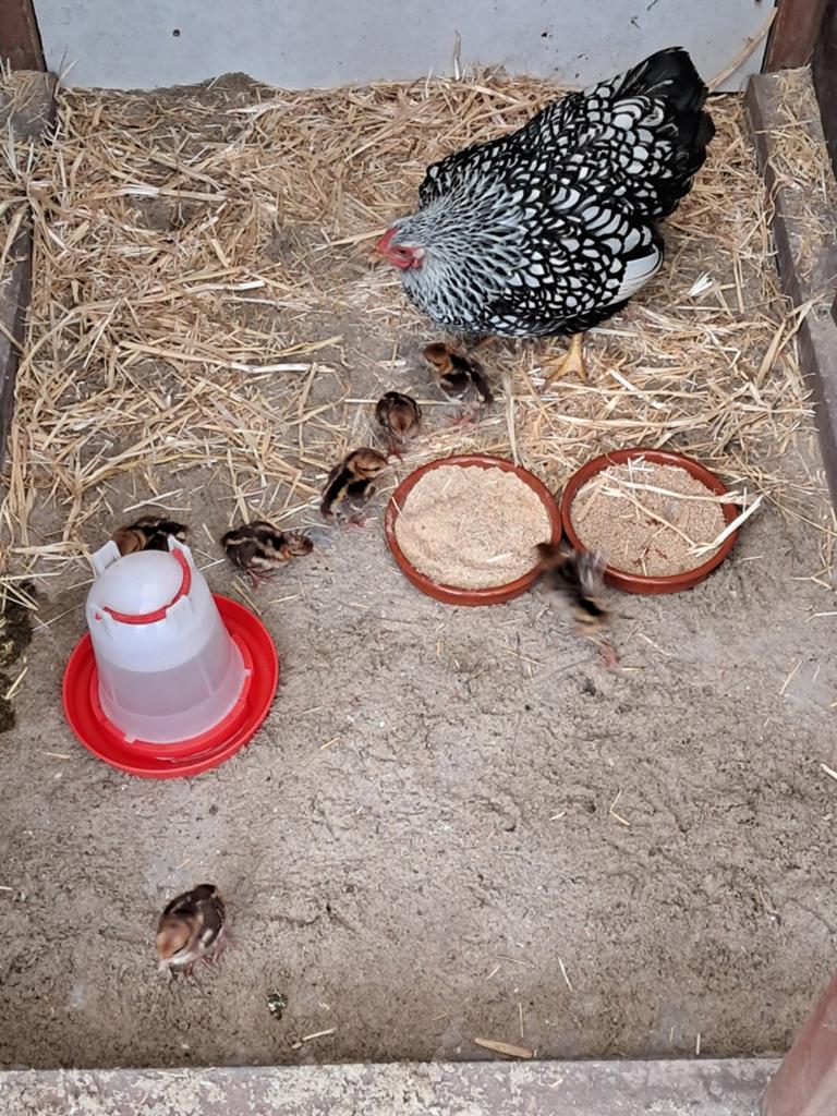 Zilverfazant kuikens, Dieren en Toebehoren, Pluimvee
