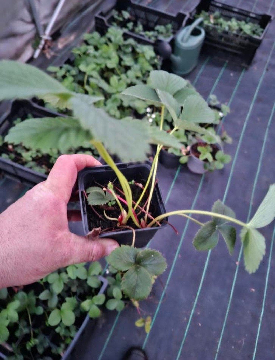 Oproepje! 

Is er iemand die gratis plantjes of uitlope, Ophalen