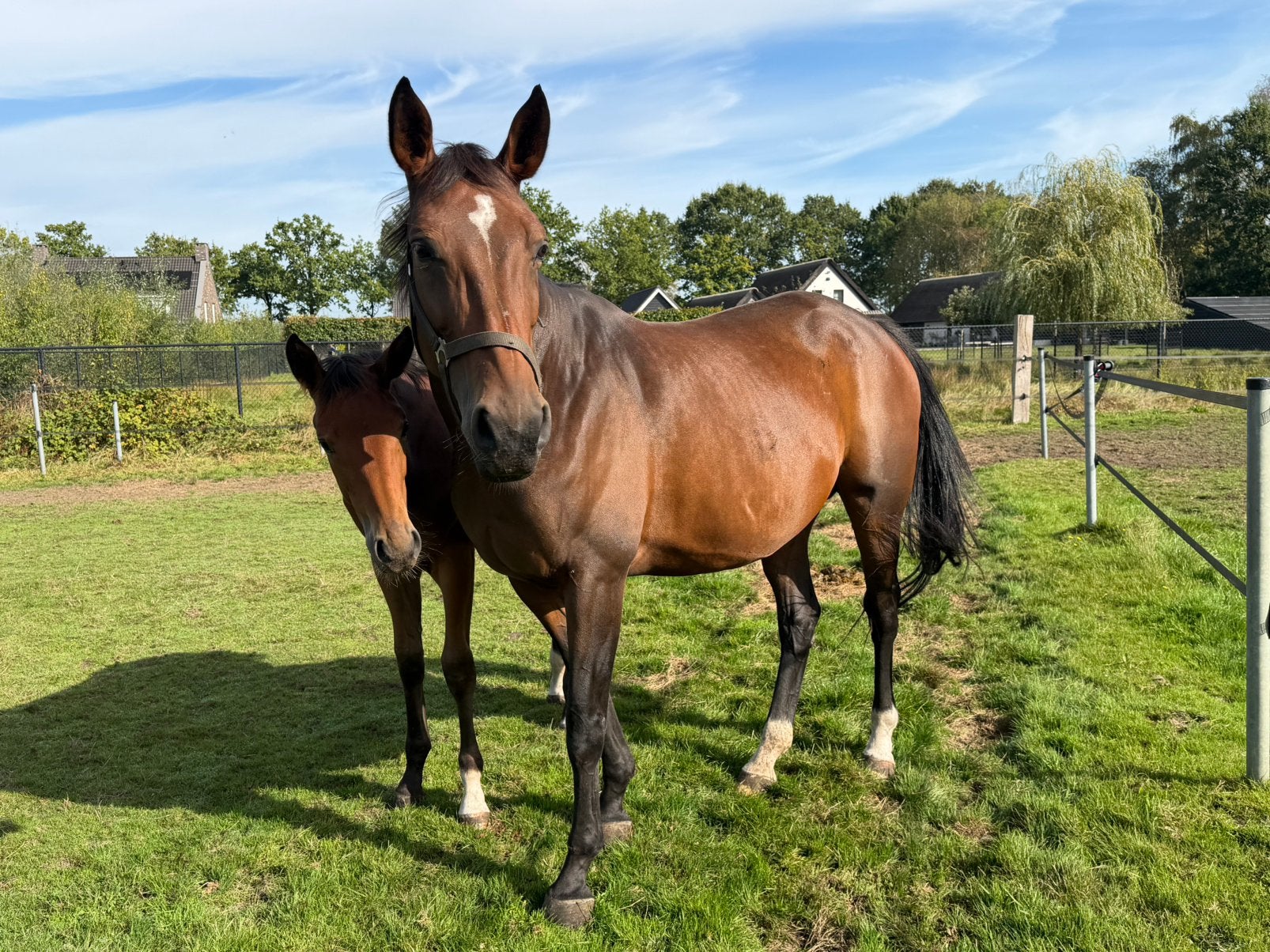 Drachtige fokmerrie, Avec pedigree, 165 à 170 cm, Non dressé, Cheval de saut
