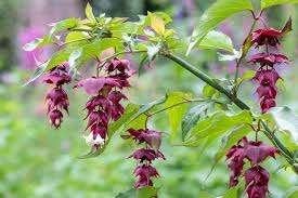 grootmoeders oorbel /Leycesteria formosa, Tuin en Terras, Ophalen, Herfst