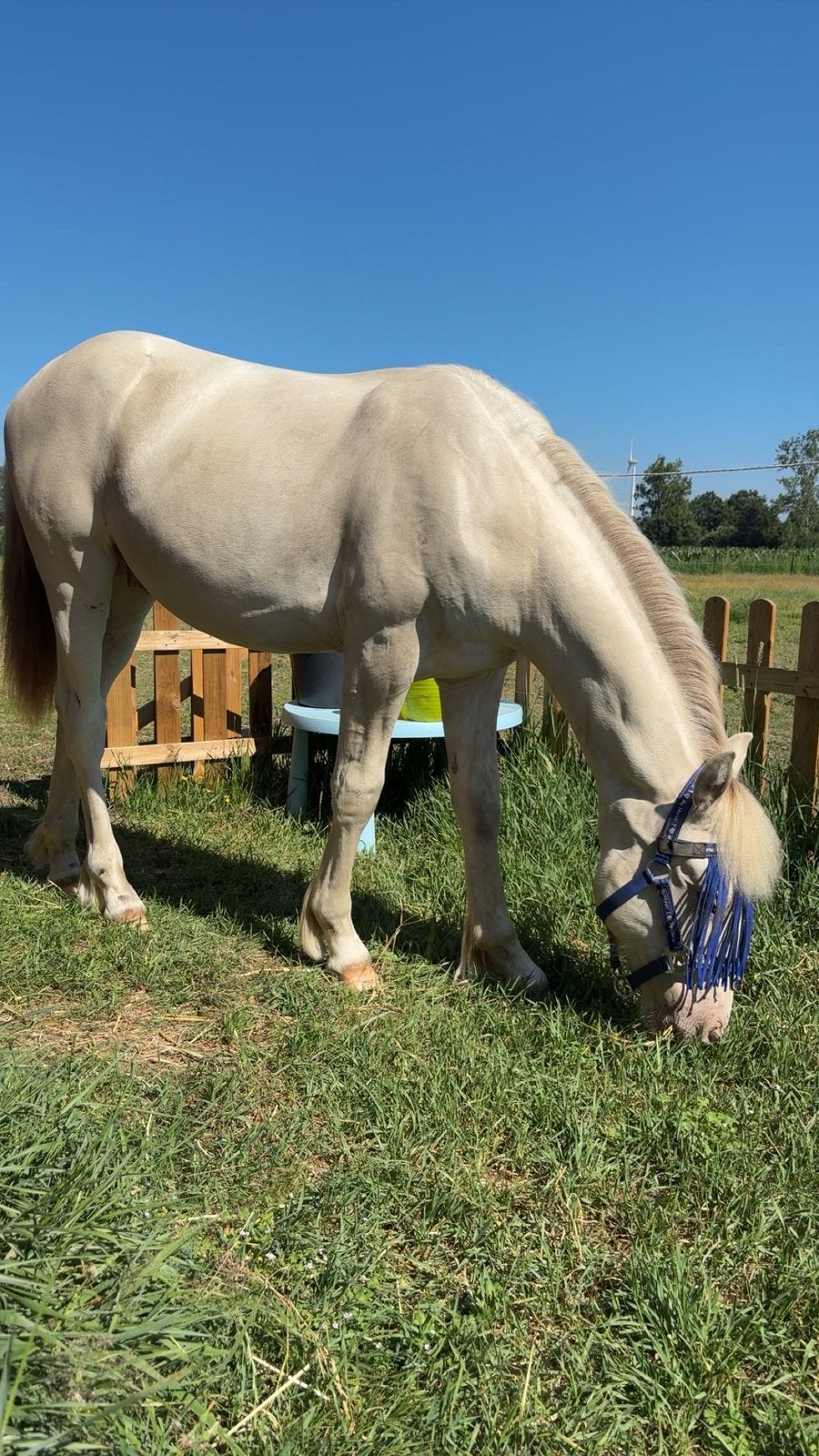 Ruin tinker/quarter horses zoekt nieuwe huisje, Dieren en Toebehoren, Ruin