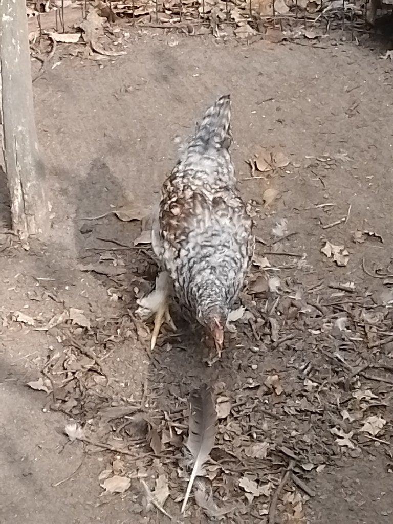 Koppel haan + hen, Dieren en Toebehoren, Kip