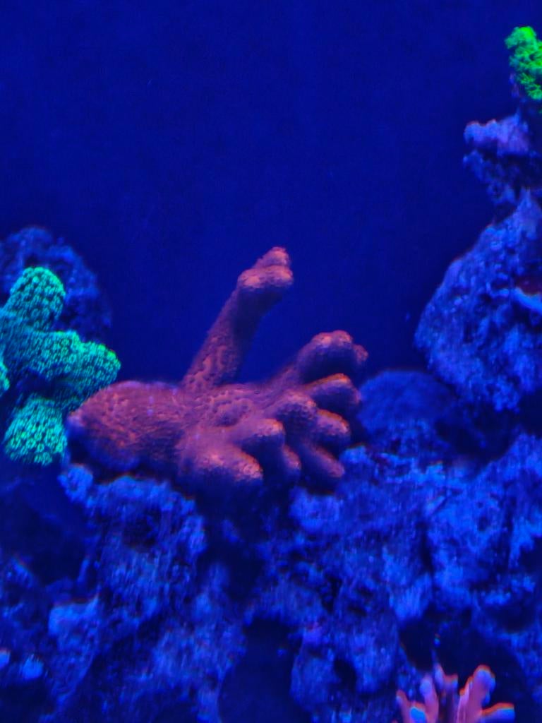 Montipora digitata rood