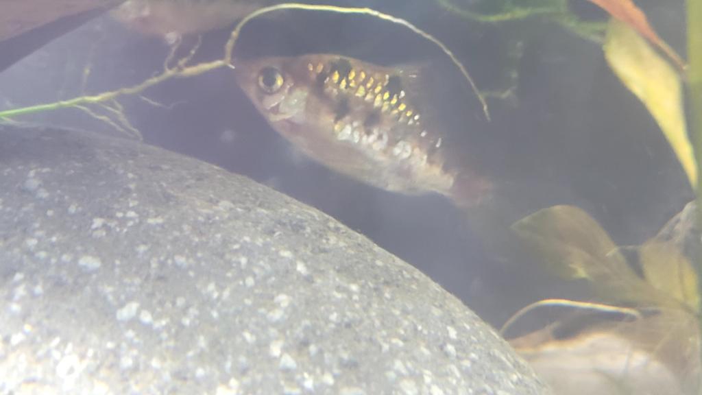 Snakeskin barbeel 3, Dieren en Toebehoren, Vissen | Aquariumvissen