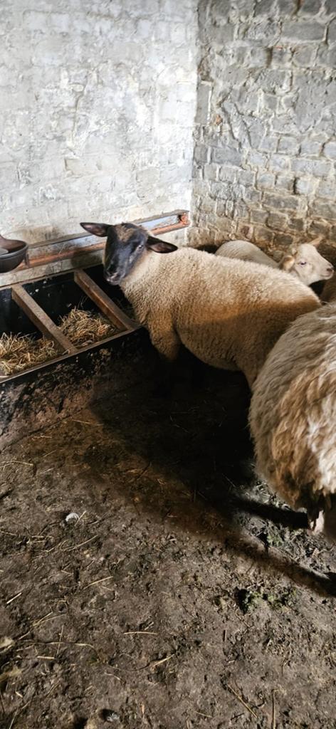 Mouton Male bio, Mouton