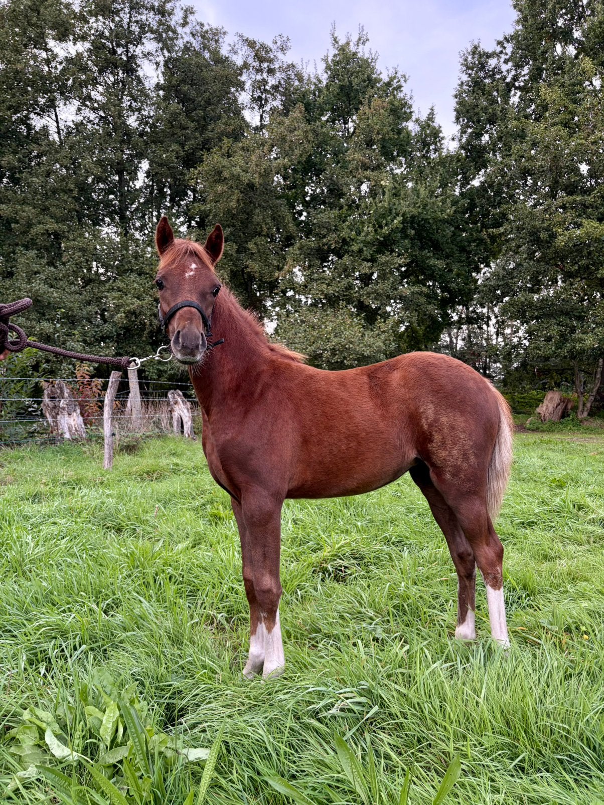 D pony veulen (Welsh Partbred), Jument, Poney D (1.37 m à 1.48m), 0 à 2 ans