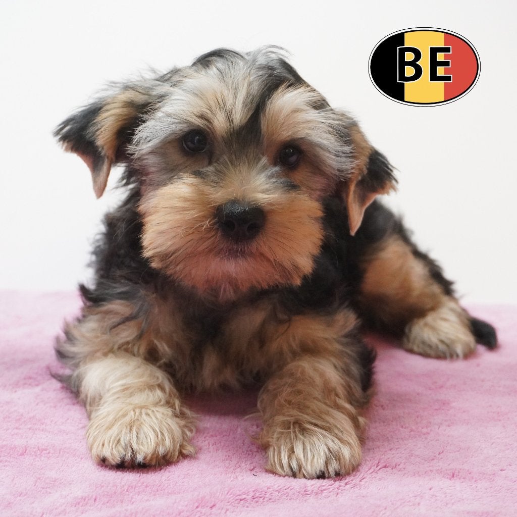 Yorkshire Terriër (teefje) Belgische pup te koop, Yorkshire Terriër, België, Handelaar, CDV (hondenziekte)