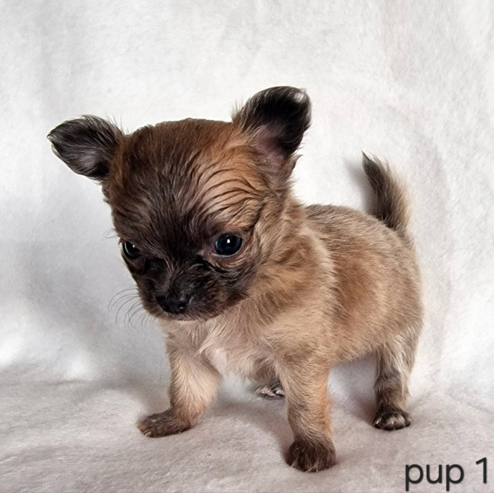 Chihuahua pups, Parvo, België, Particulier, 8 tot 15 weken