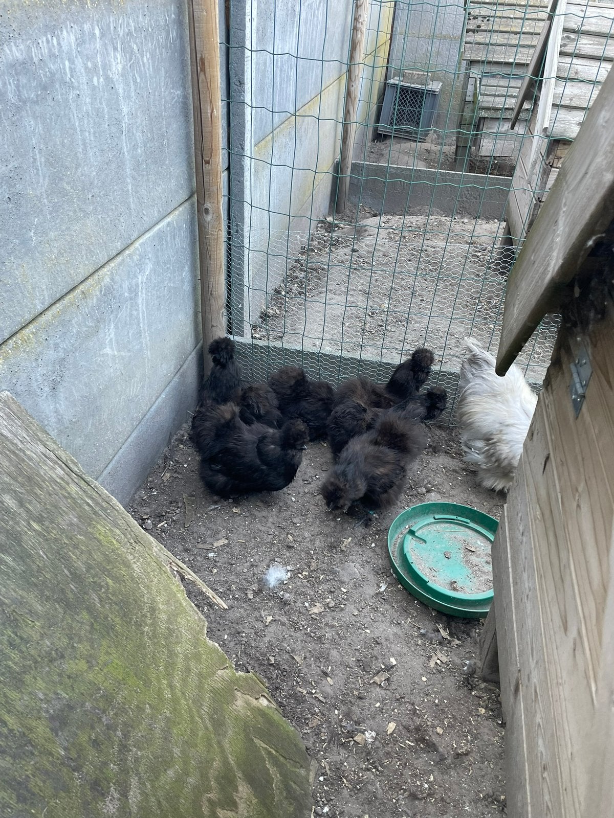 Zijdehoenders kriel zwart, Dieren en Toebehoren, Pluimvee, Meerdere dieren, Kip