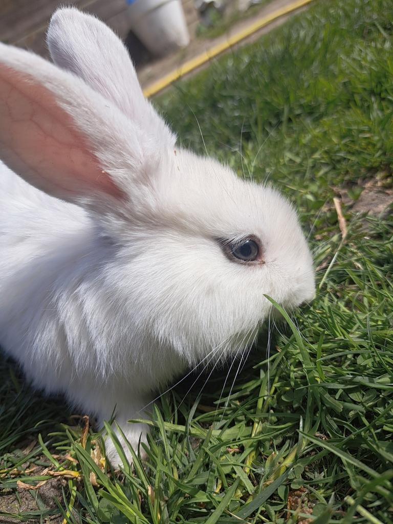 3 schattige baby konijnen te koop, Dieren en Toebehoren, Konijnen