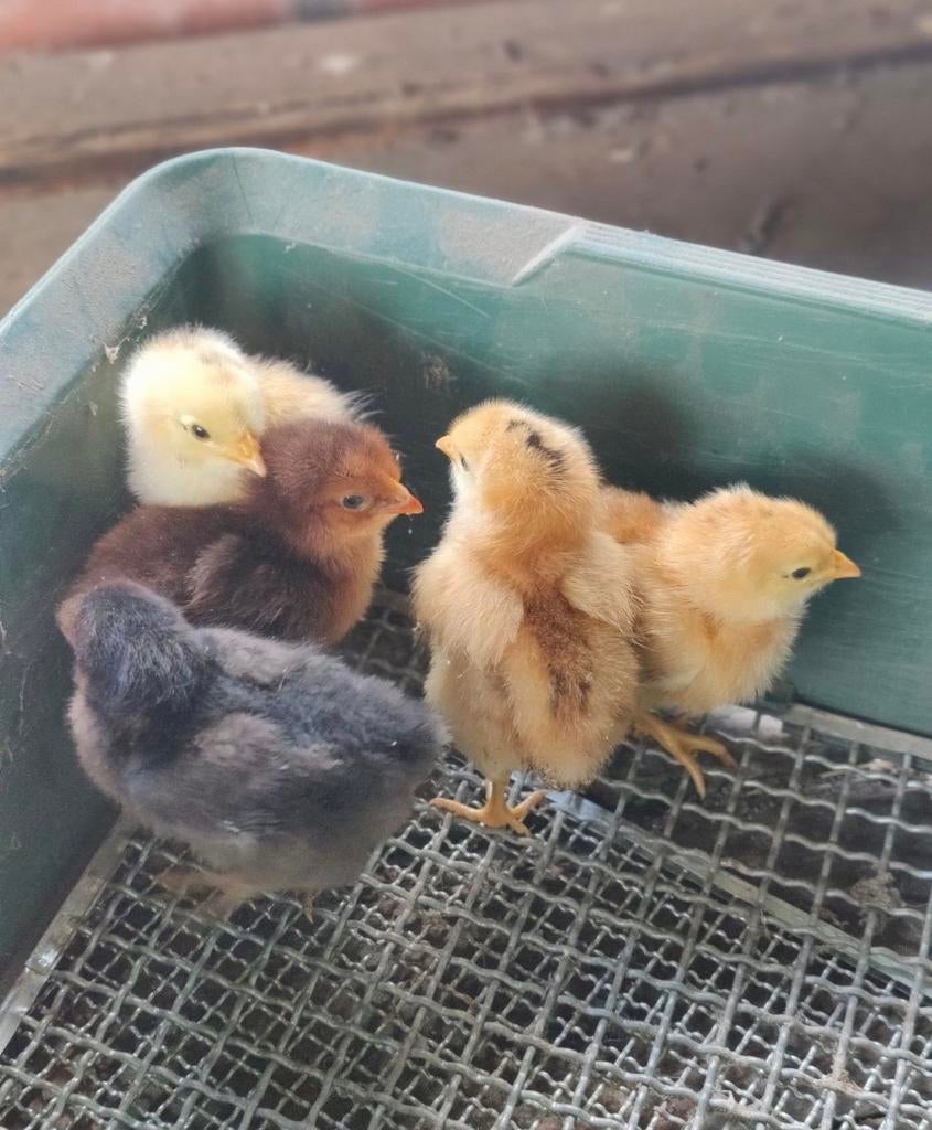 Brahma kuikens te koop, Dieren en Toebehoren, Pluimvee