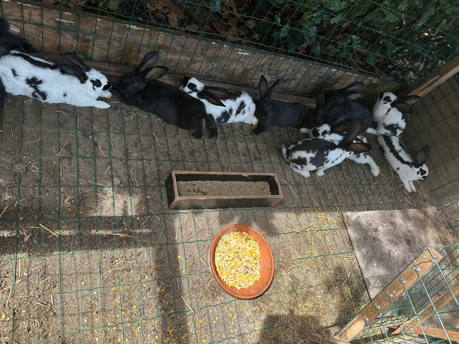 Vlees konijn, Dieren en Toebehoren, Pluimvee