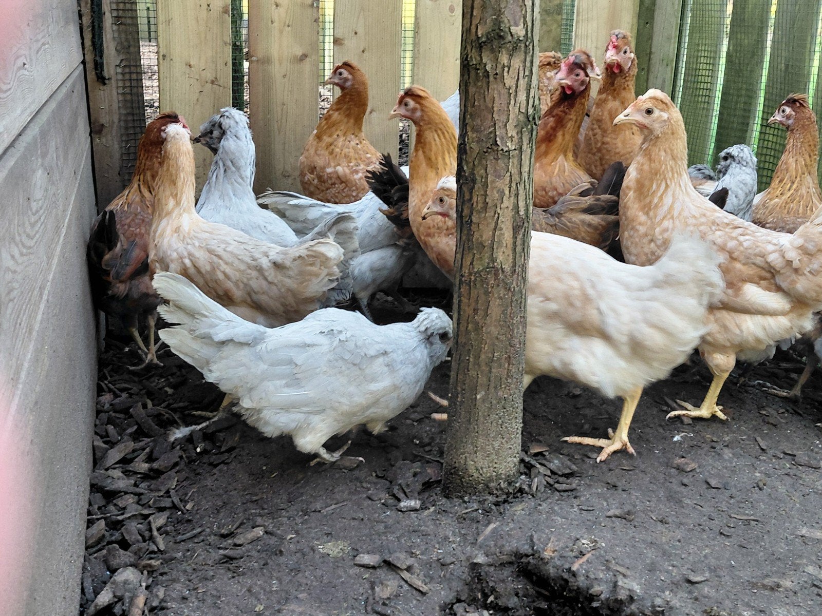 Olijfleggers (creamlegbar) auracana marans, Dieren en Toebehoren, Pluimvee