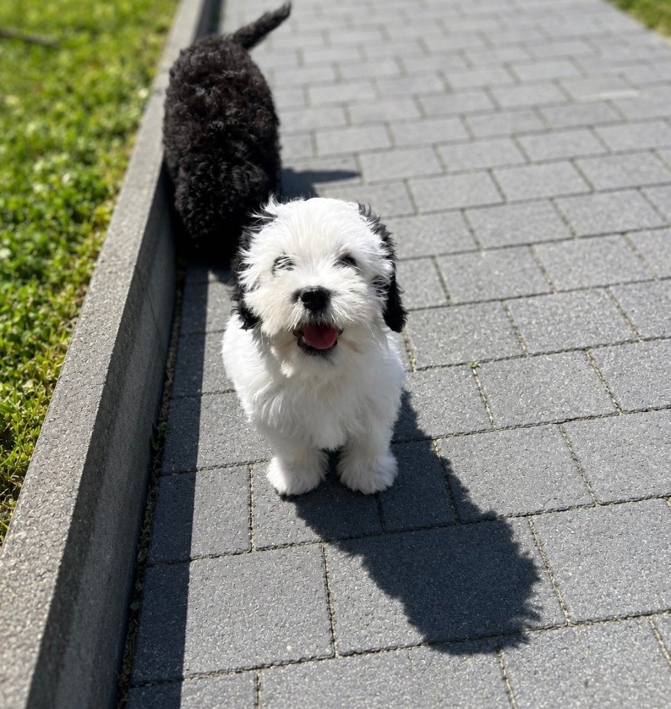 Doux chiot cavapoo, Caniche, Plusieurs, Hépatite contagieuse (maladie de Rubarth), Belgique