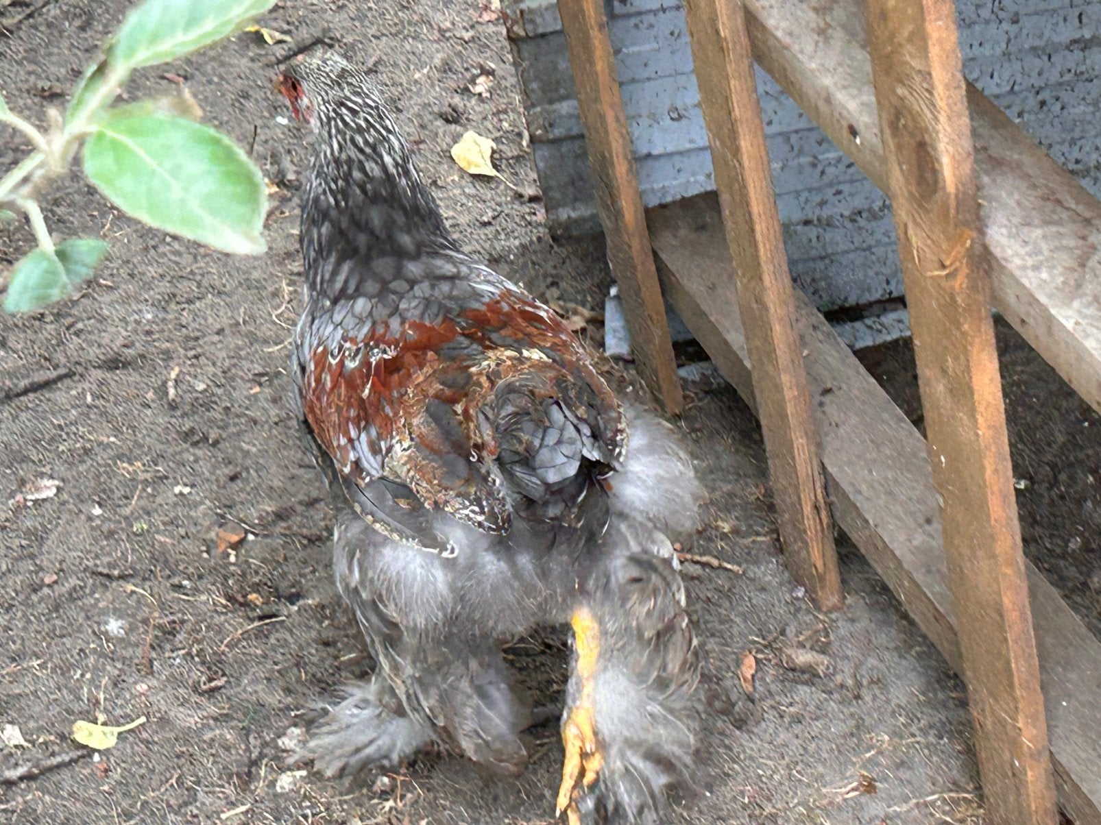 Brahma’s te koop, Dieren en Toebehoren, Meerdere dieren, Kip