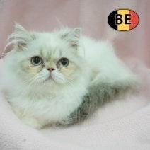 Pers kitten te koop - verfijnde schoonheid!, Poes, Gechipt, 0 tot 2 jaar