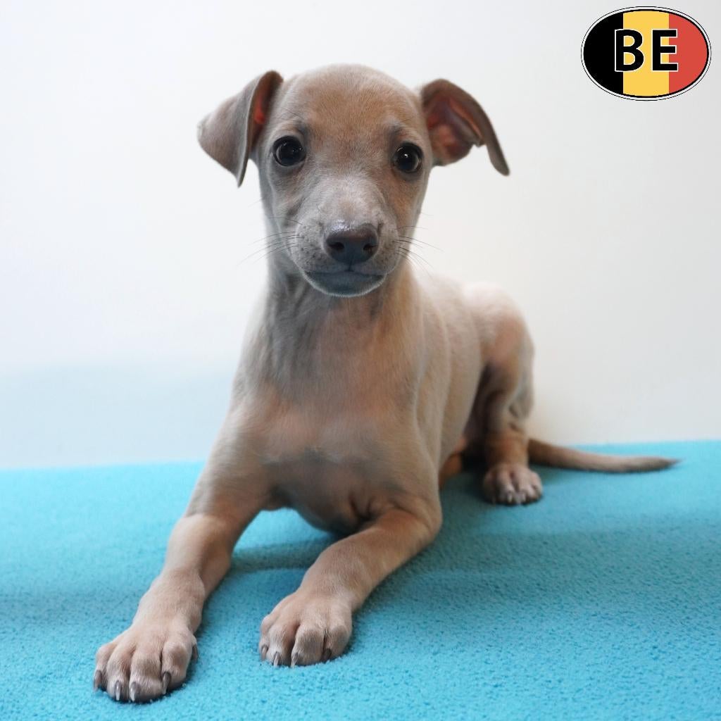 Italiaanse Windhond - Prachtige Belgische pups te koop, Parvo, België, 8 tot 15 weken, Meerdere