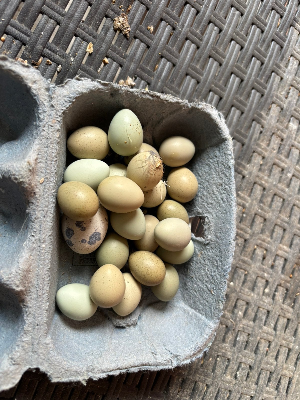Chinese kwartel eieren