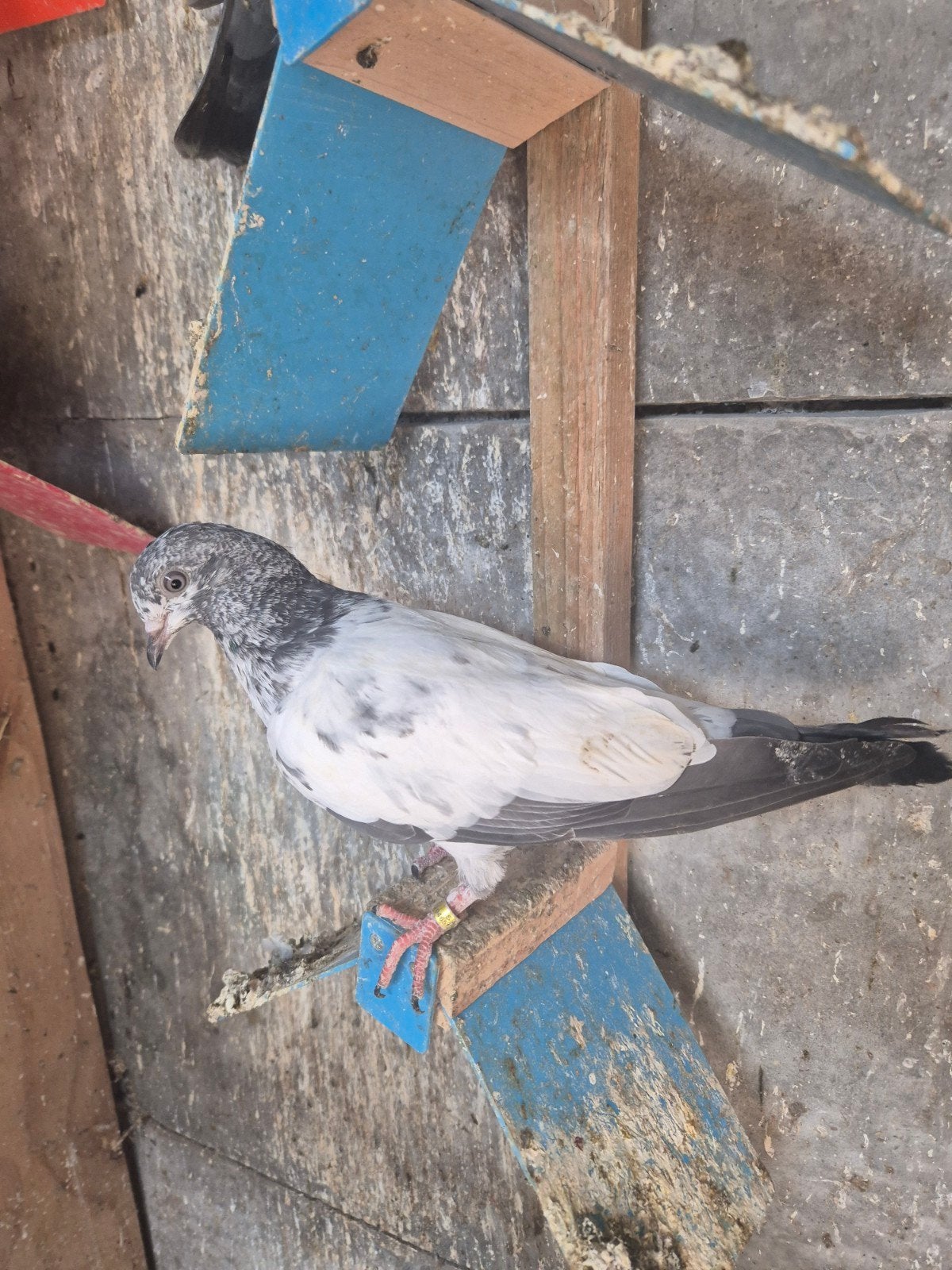 Pakistan hoogvlieger 10 stuk 120€, Animaux & Accessoires, Oiseaux | Pigeons
