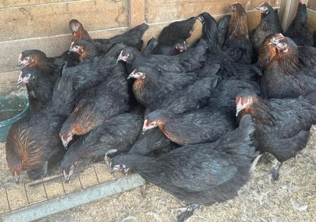 Marans hennen zwart (kippen te koop), Vrouwelijk, Kip