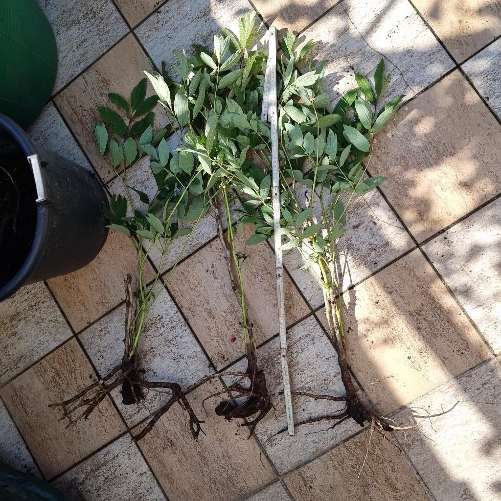 Houtpioen, Grote gewortelde stekken, 1€/st, Tuin en Terras, Planten | Tuinplanten, Ophalen of Verzenden, Lente, Vaste plant, Overige soorten