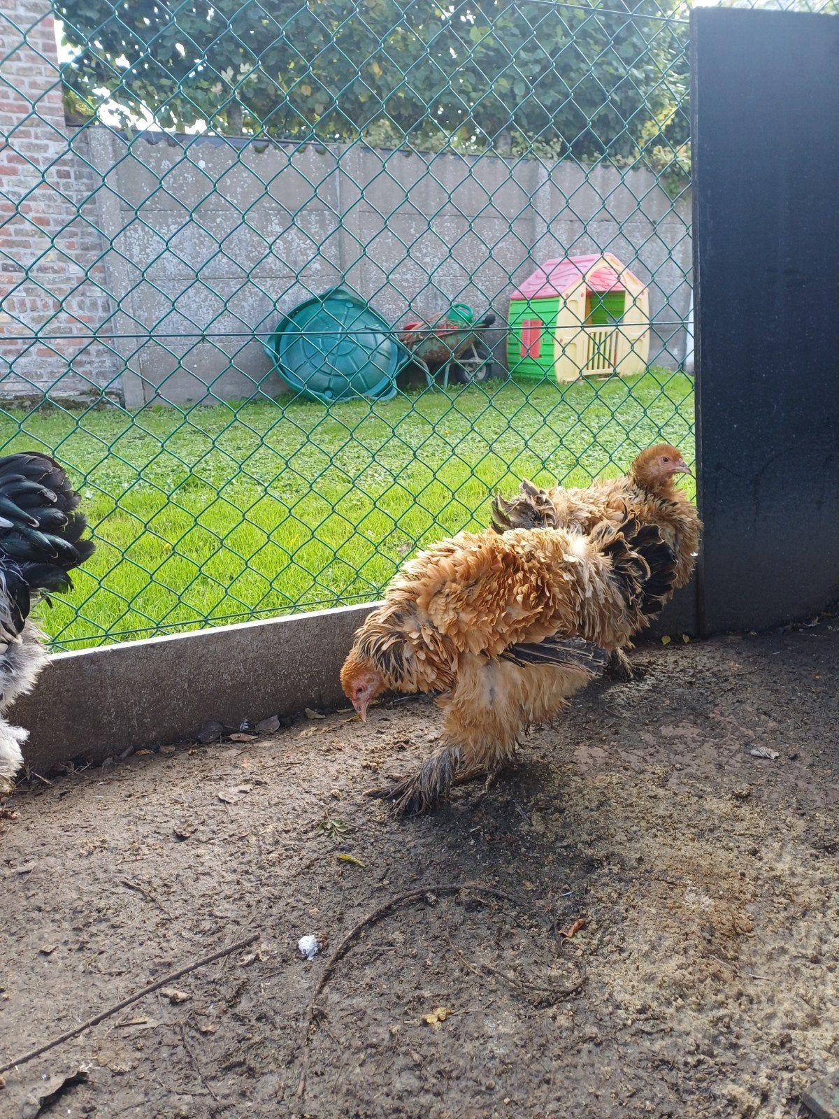 brahma krulveer, Dieren en Toebehoren