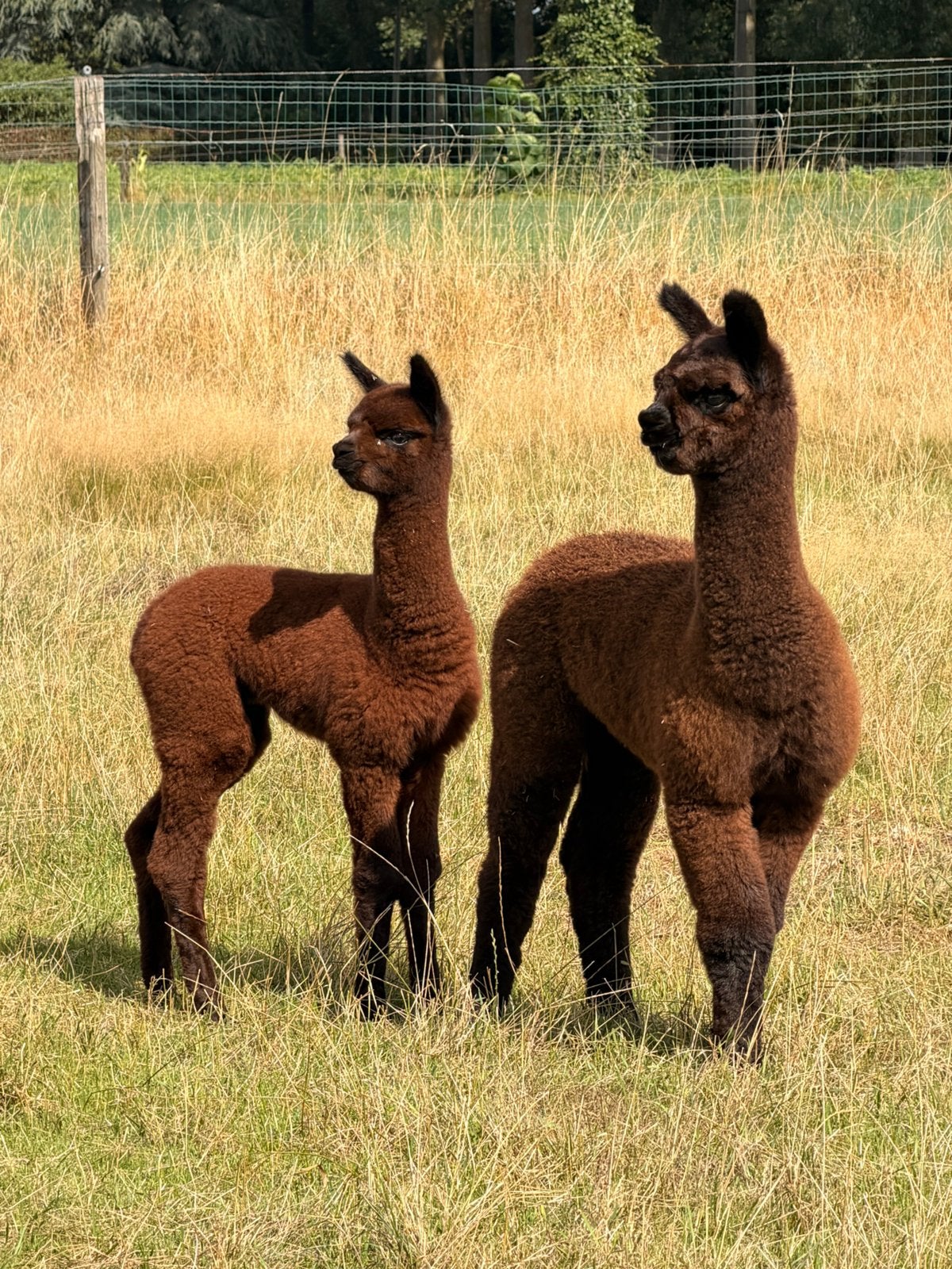 2 alpaca cria hengstjes, Dieren en Toebehoren, Overige Dieren, Juni, Mannelijk