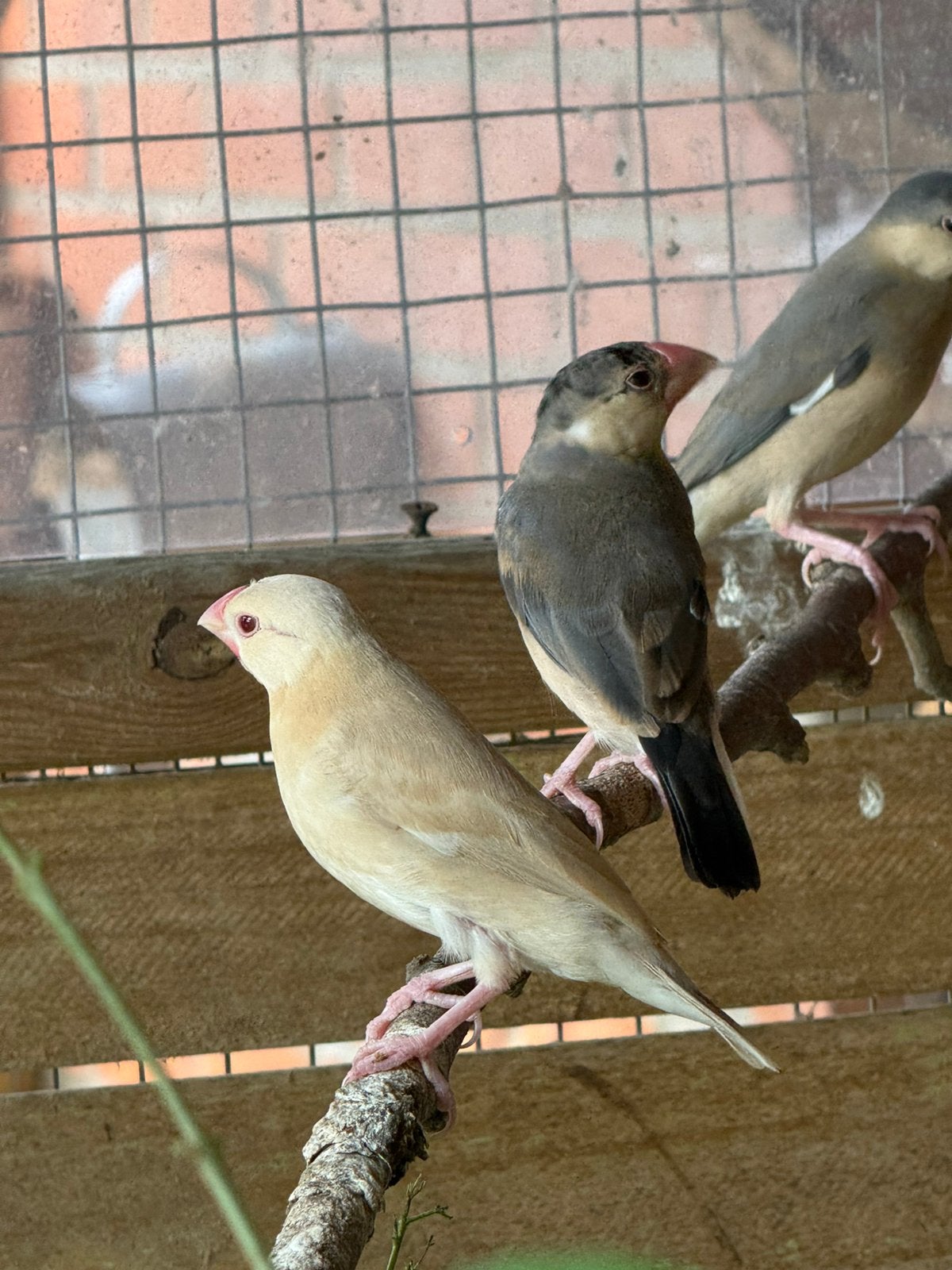 Rijstvogel / padda, Dieren en Toebehoren