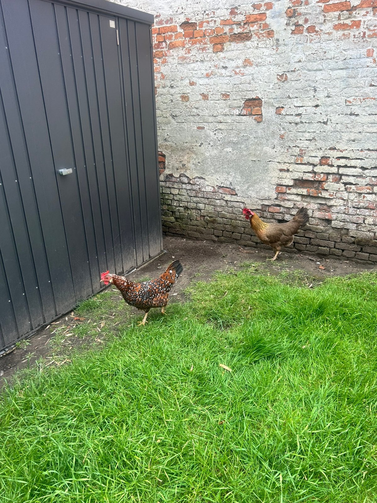 2 Legkippen te Koop, Kip